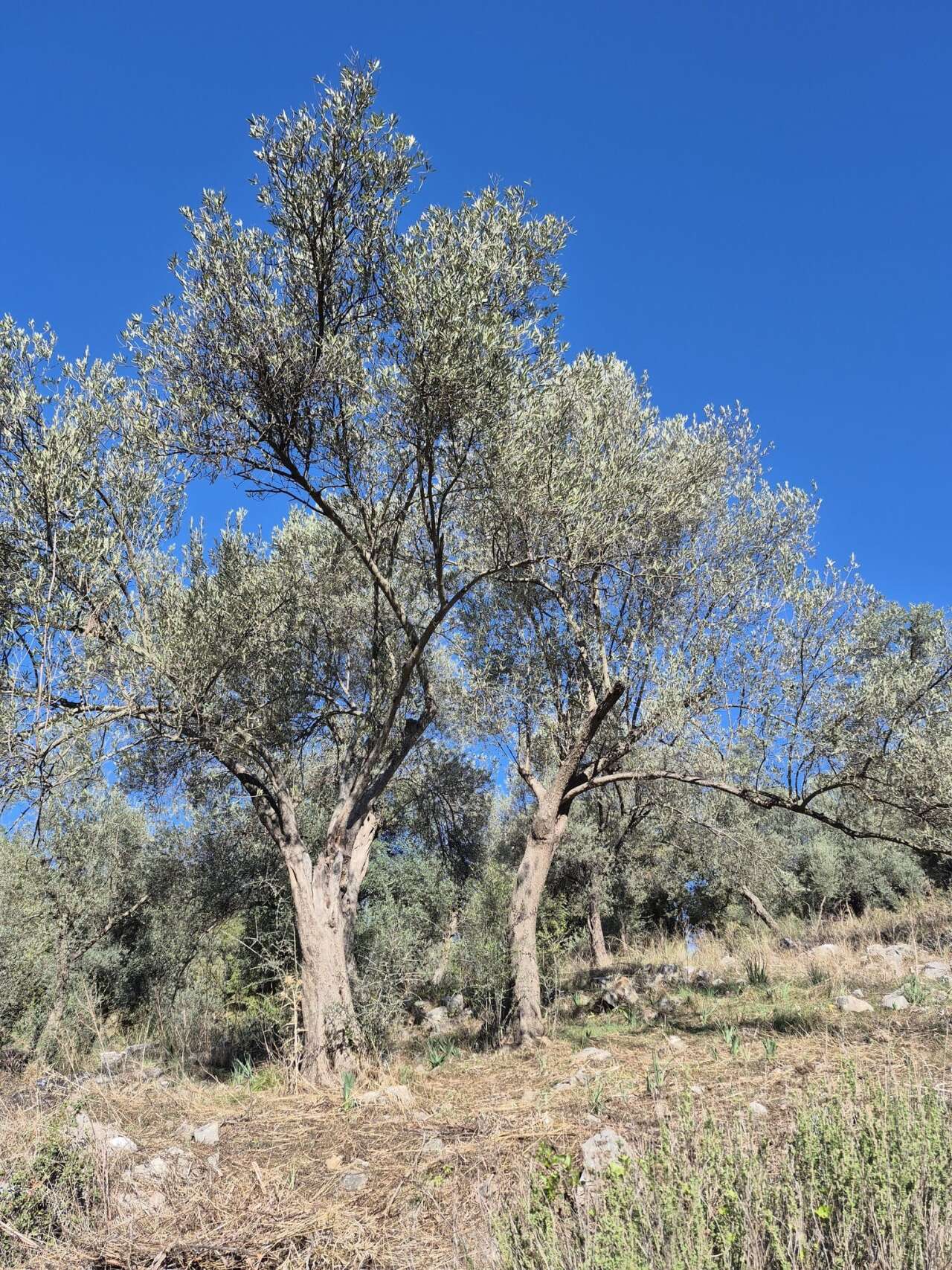 Muğla’da Belediye Zeytinleri 20 Kasım’da İhalede 1
